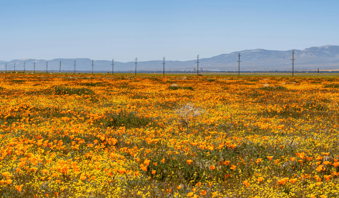 The community engagement gap CCAs should know about