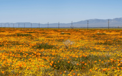 The community engagement gap CCAs should know about