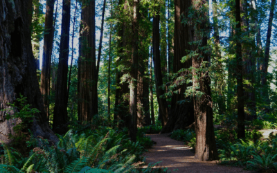 Awareness Is the Missing Link Between Great Programs and Real Customer Impact