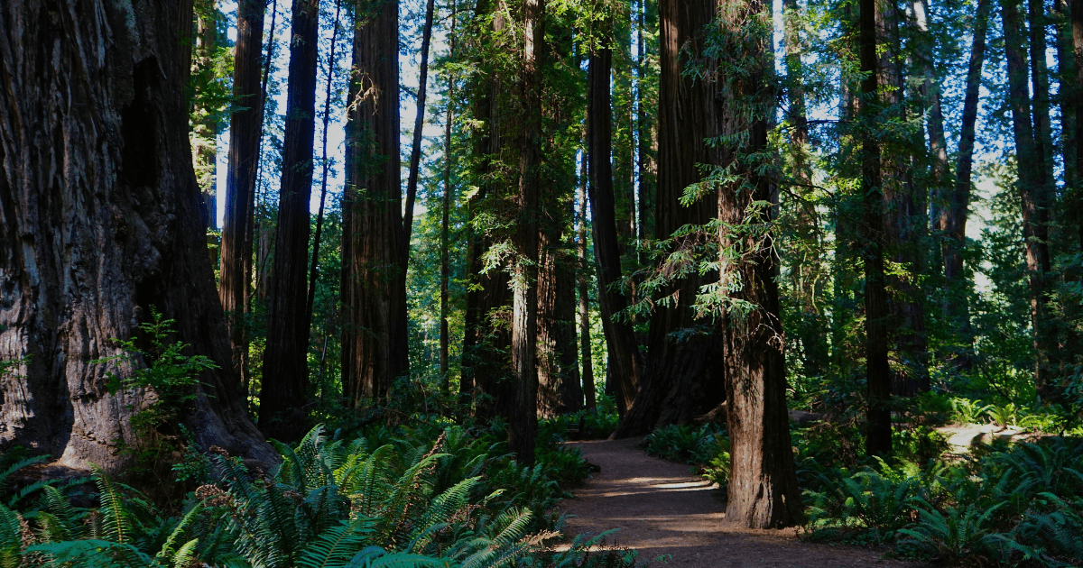 REACH Blog Header (13)
